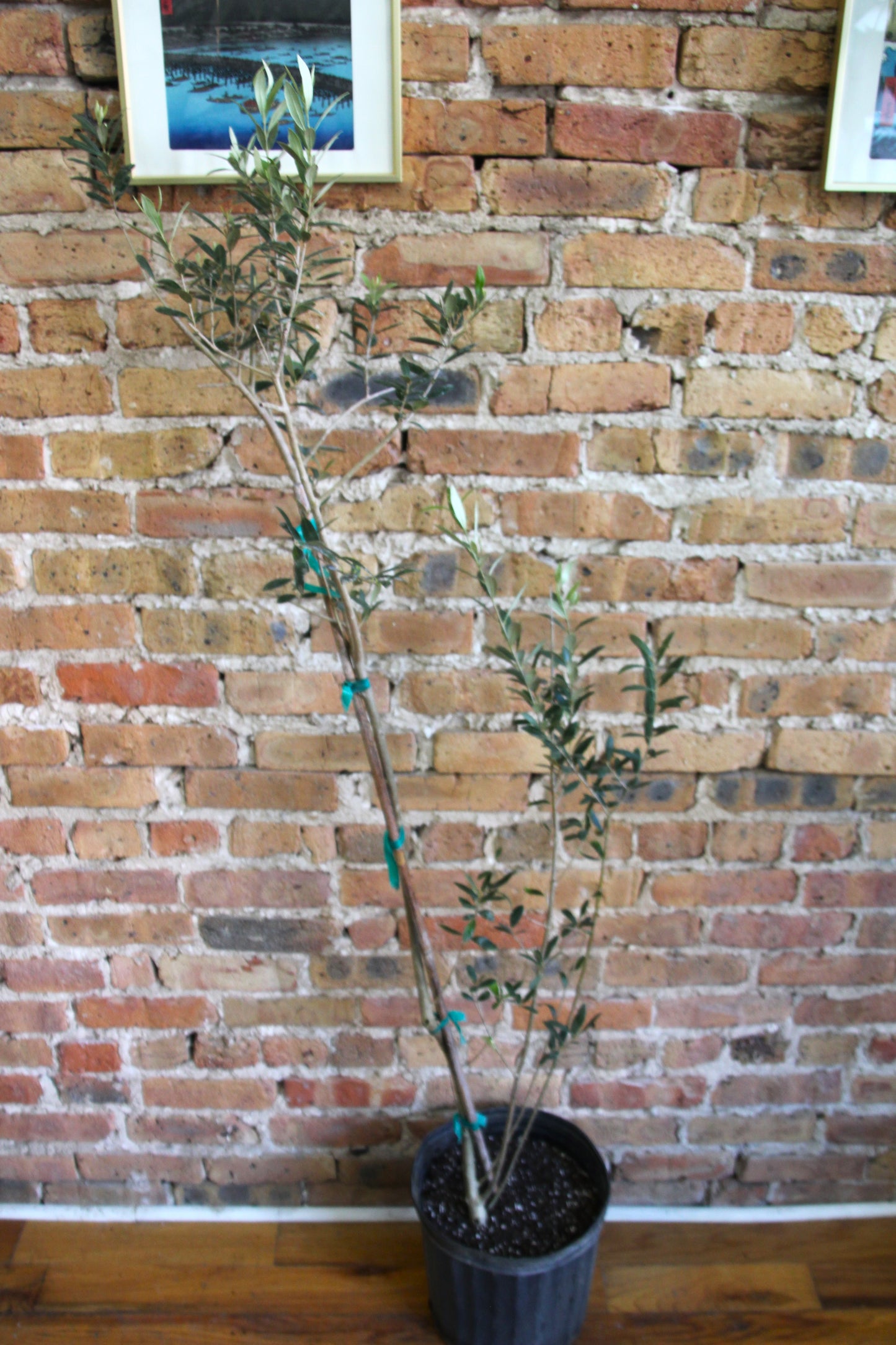 Olive Tree