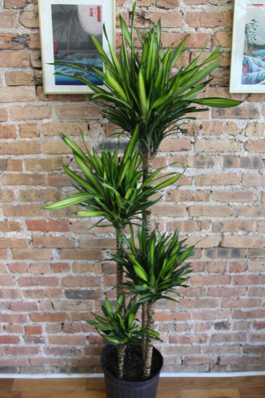 Dracaena Rikki Cane