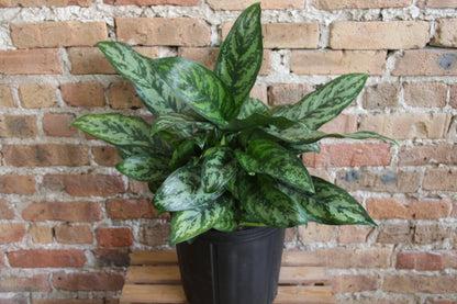 indo princess aglaonema Aglaonema Maria