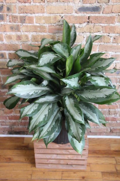 aglaonema 'emerald star Aglaonema Emerald Bay – Chicago Plants