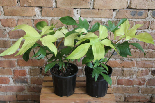 Philodendron Florida Ghost