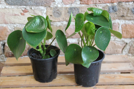 Peperomia Raindrop