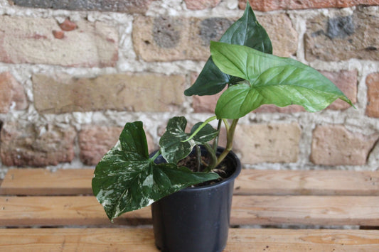Syngonium Podophyllum Albo Variegata