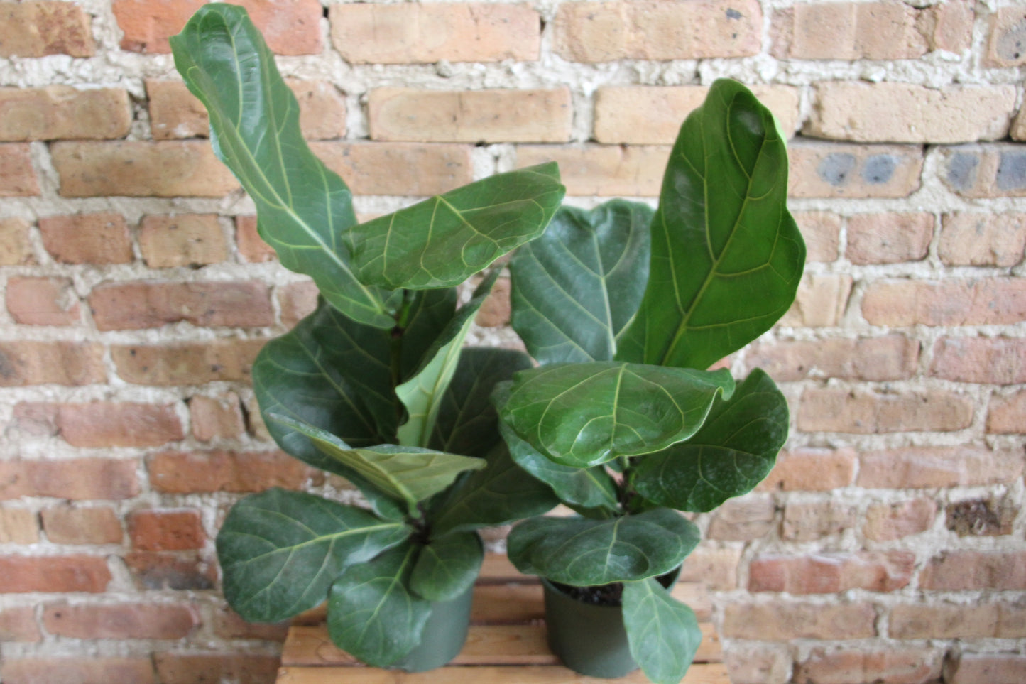 Ficus Lyrata 'Fiddle Leaf Fig'