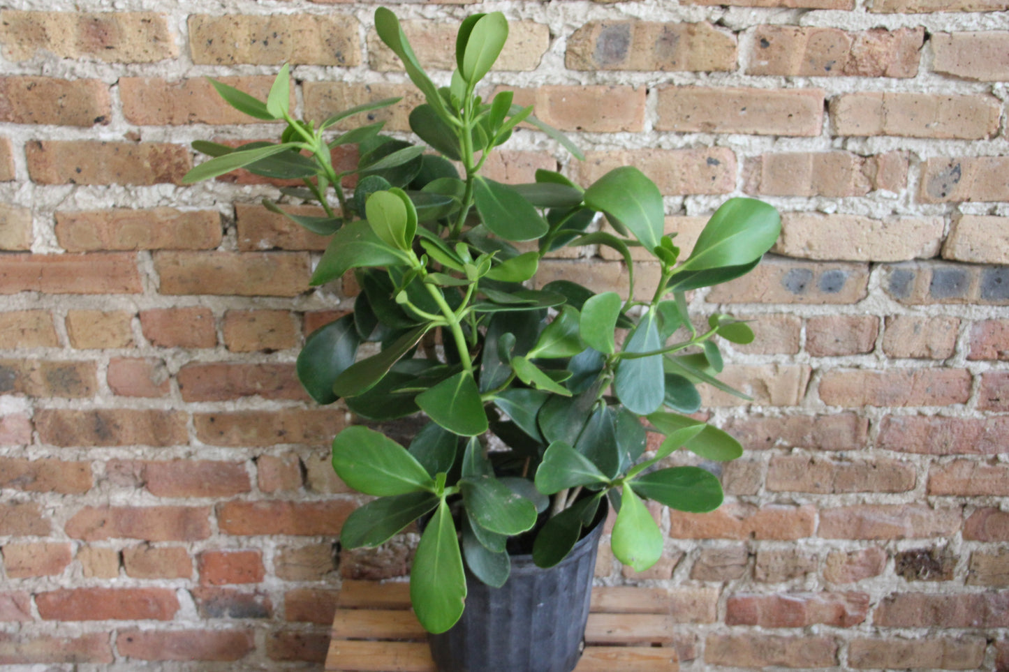 Clusia 'Autograph Plant'