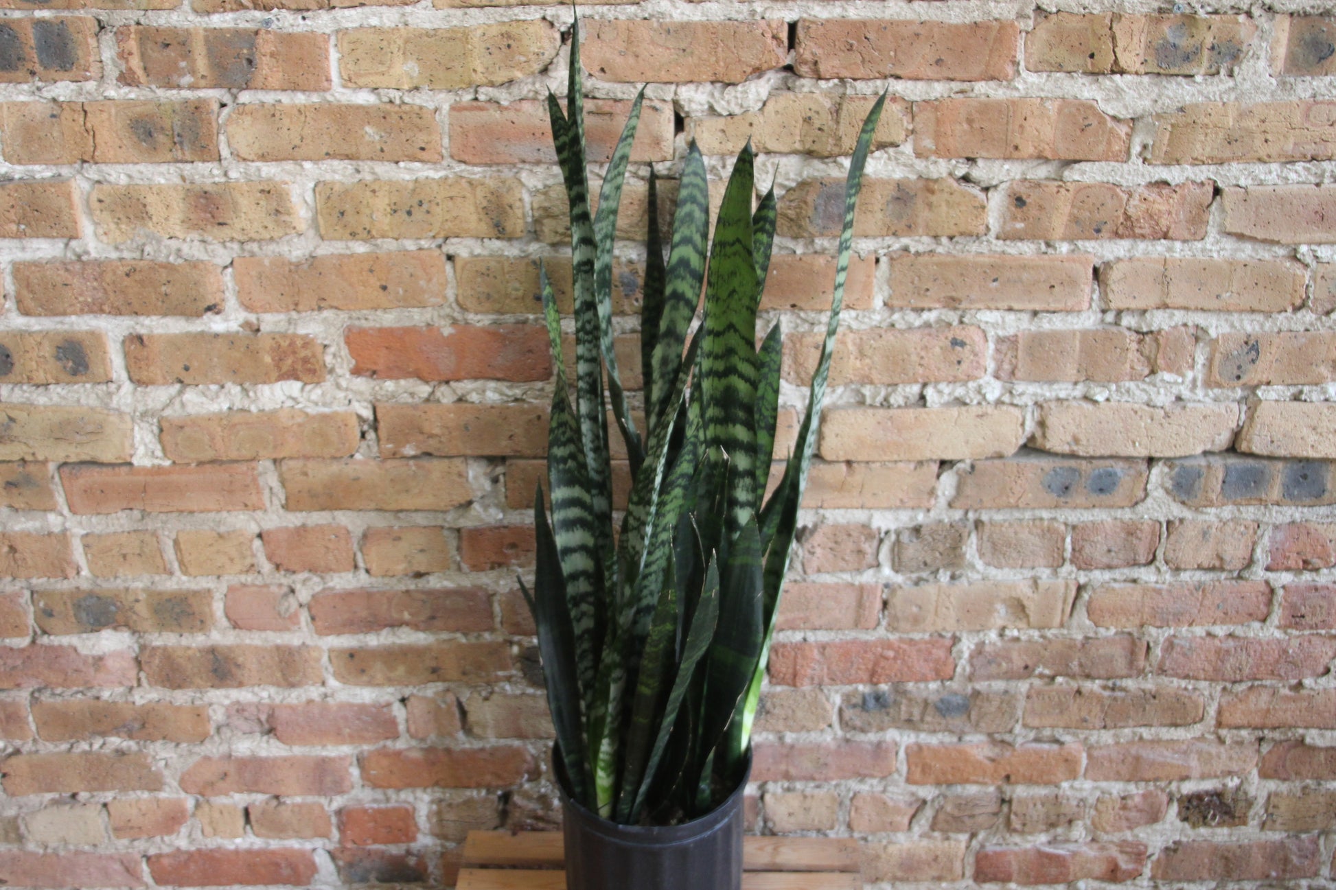 sansevieria grandis var zuluensis Sansevieria Zeylanica 'Wintergreen' – Chicago Plants