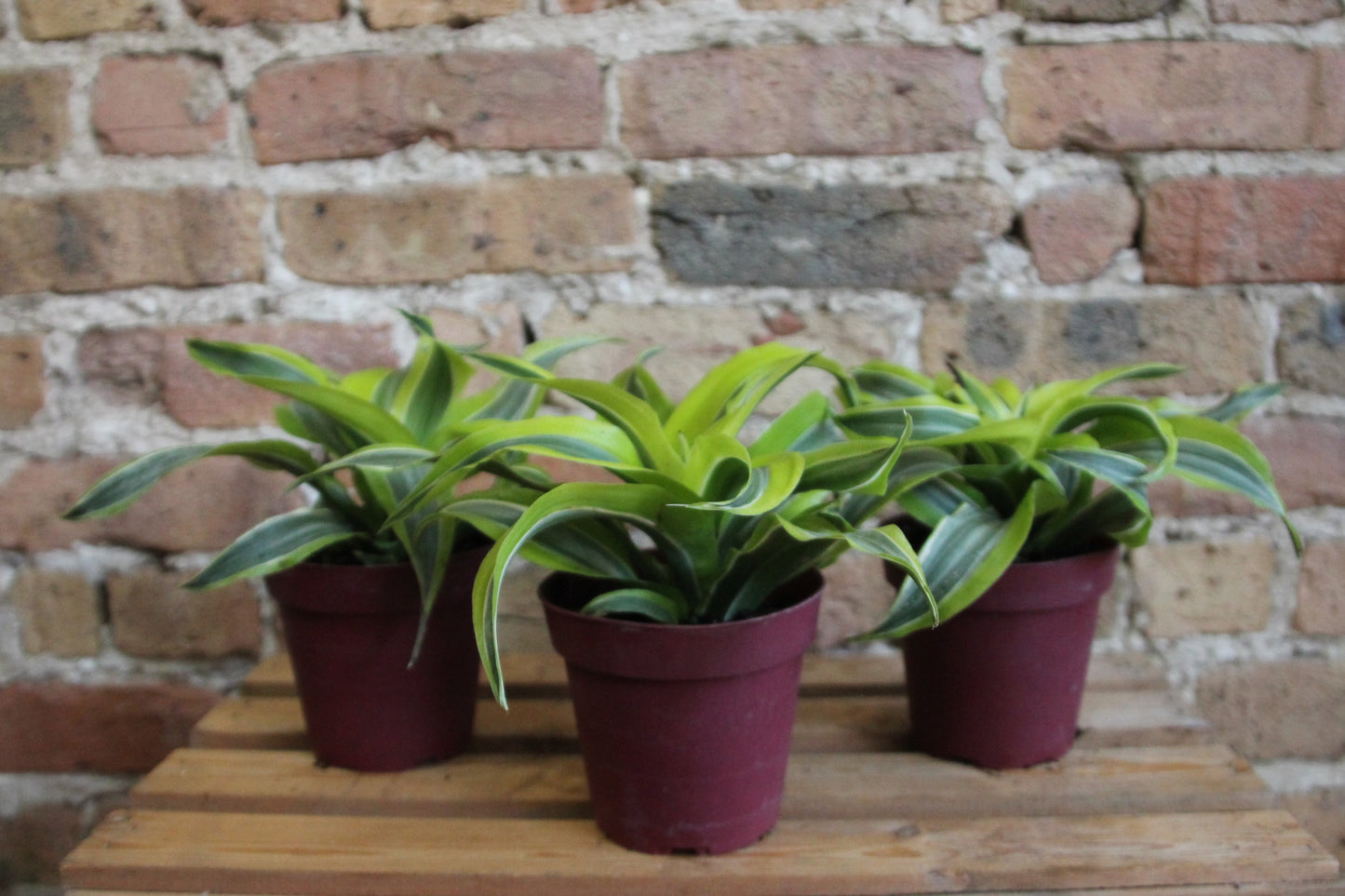 Dracaena Gold Star