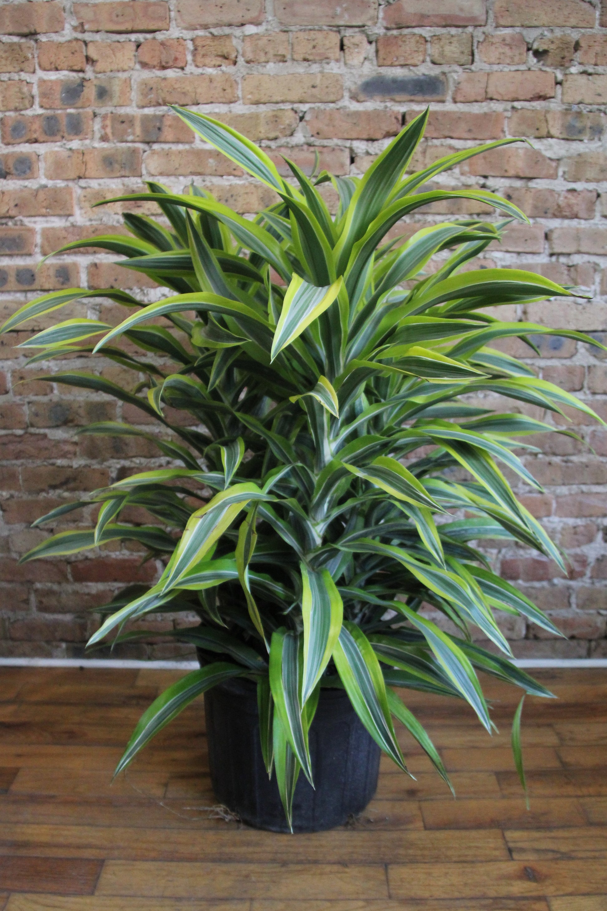 dracaena gp Dracaena Gold Star – Chicago Plants