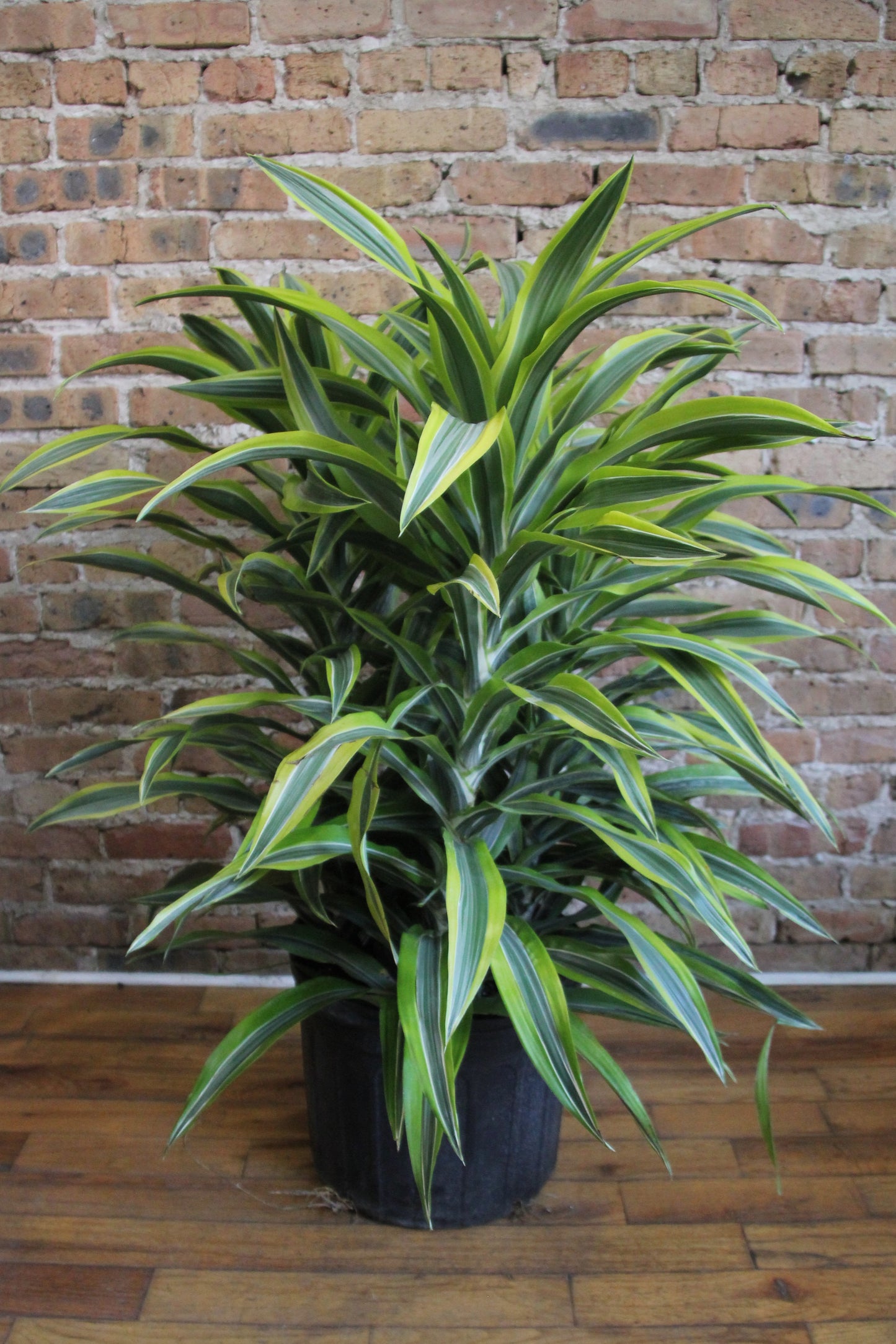 Dracaena Gold Star