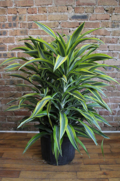 Dracaena Gold Star