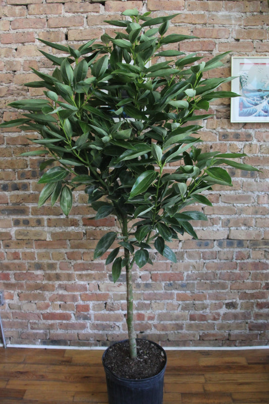 Cinnamon Tree