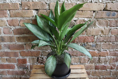 Gift-Ready Plant