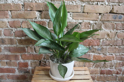 Gift-Ready Plant