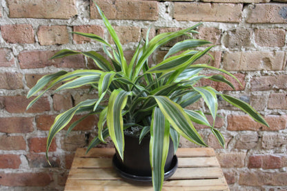 Gift-Ready Plant