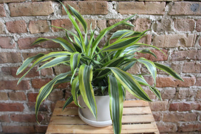 Gift-Ready Plant