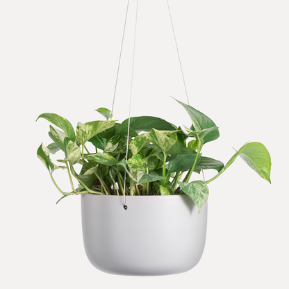 Ceramic Hanging Planter (8")
