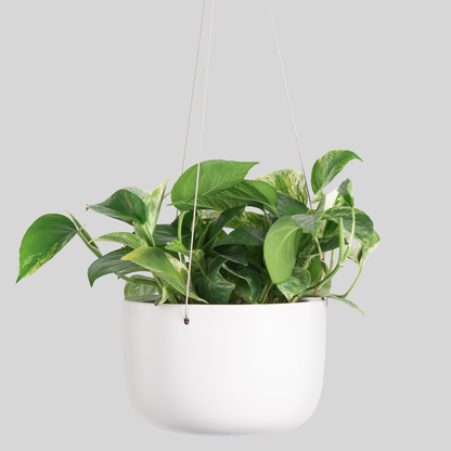 Ceramic Hanging Planter (8")