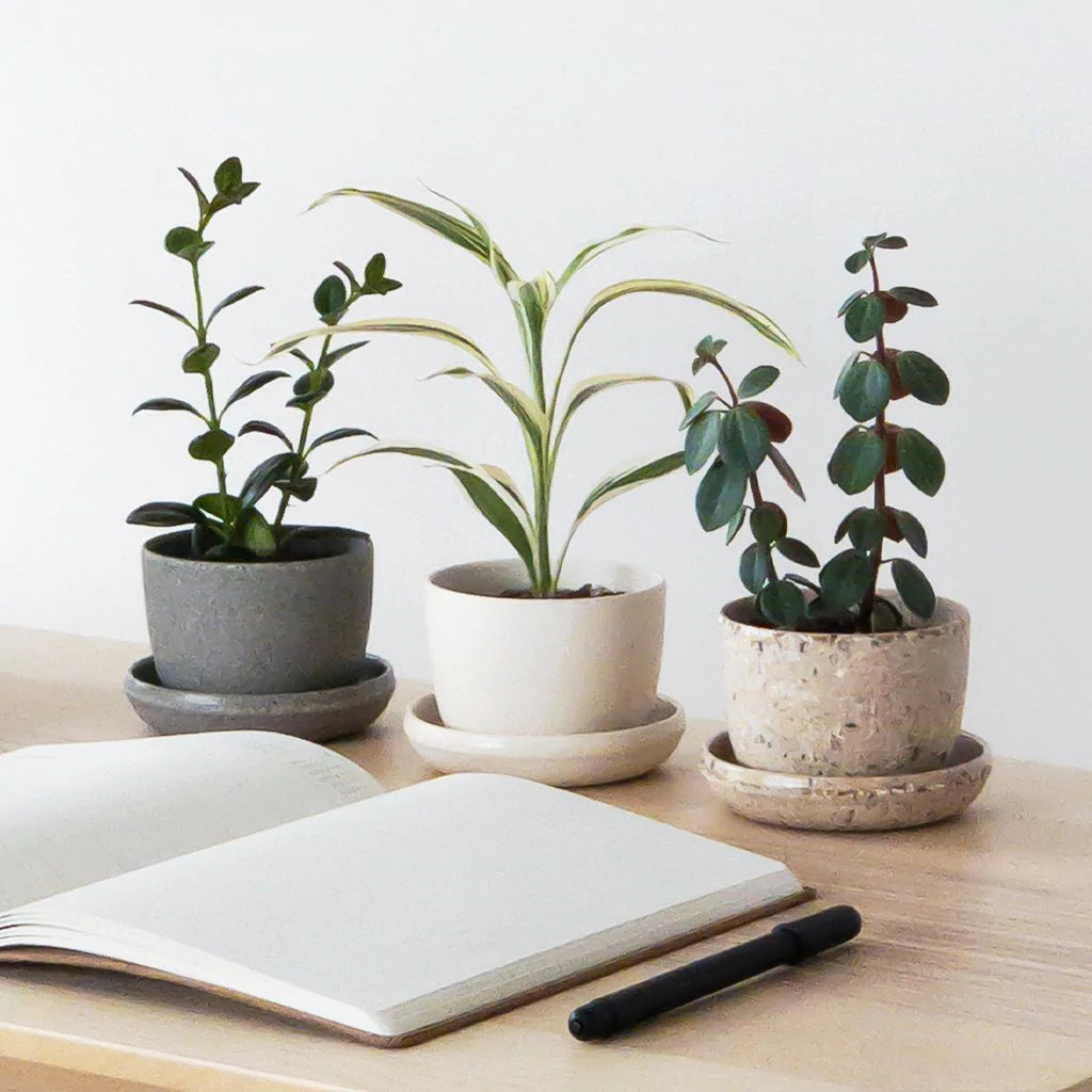 Bio-Fiber Mini-Planter 3"