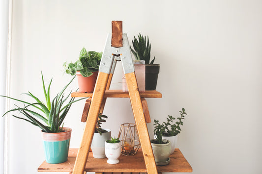 Plant-Sitting Services